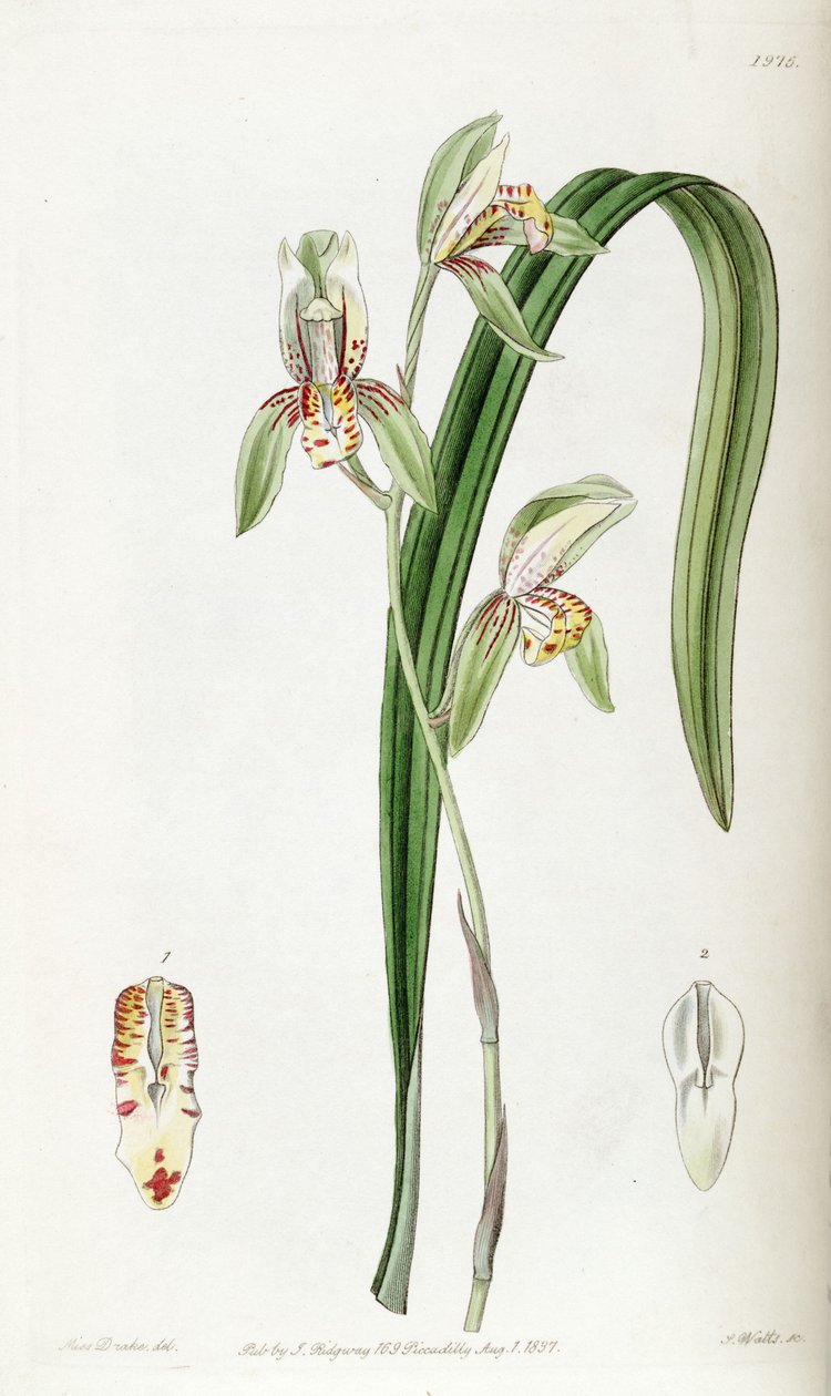 Cymbidium ensifolium (syn. Cymbidium ensifolium ssp. Estriata) de Miss Drake