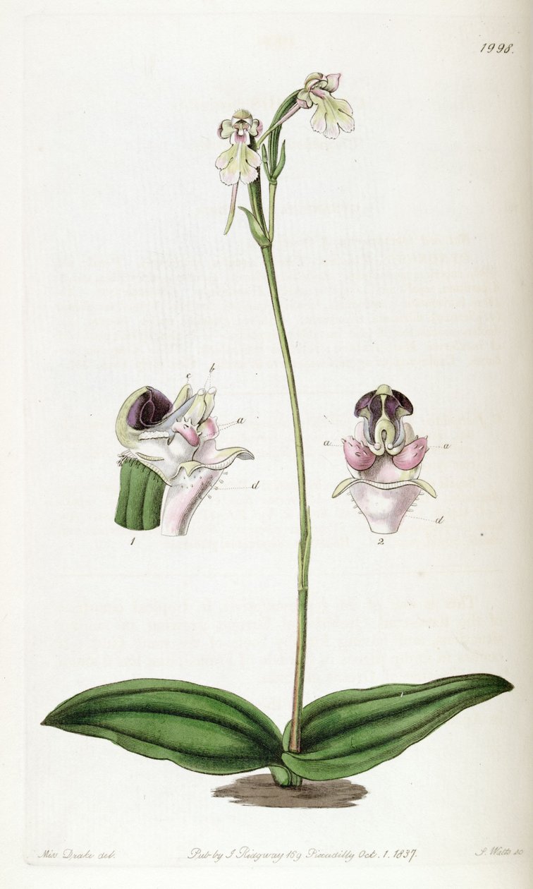 Cynorkis fastigiata (escrito como Cynorchis fastigiata) de Miss Drake