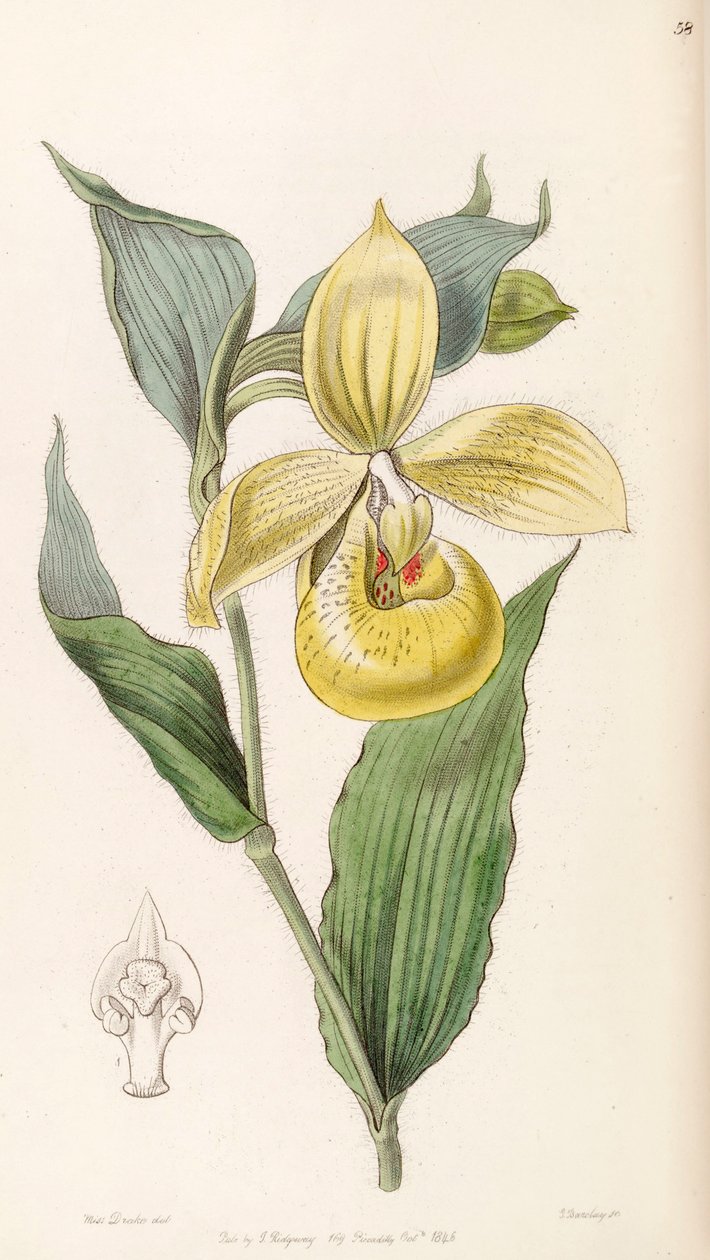 Cypripedium irapeanum de Miss Drake