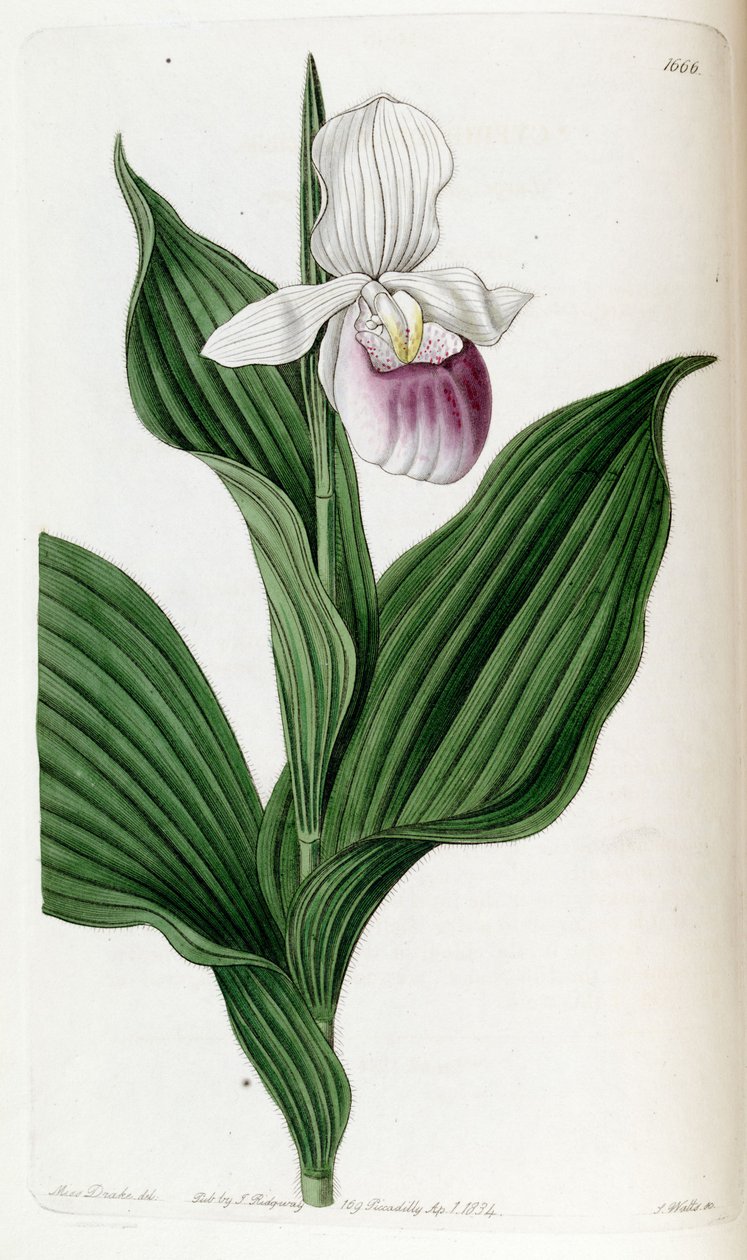 Showy Lady (syn. Cypripedinm visível) de Miss Drake