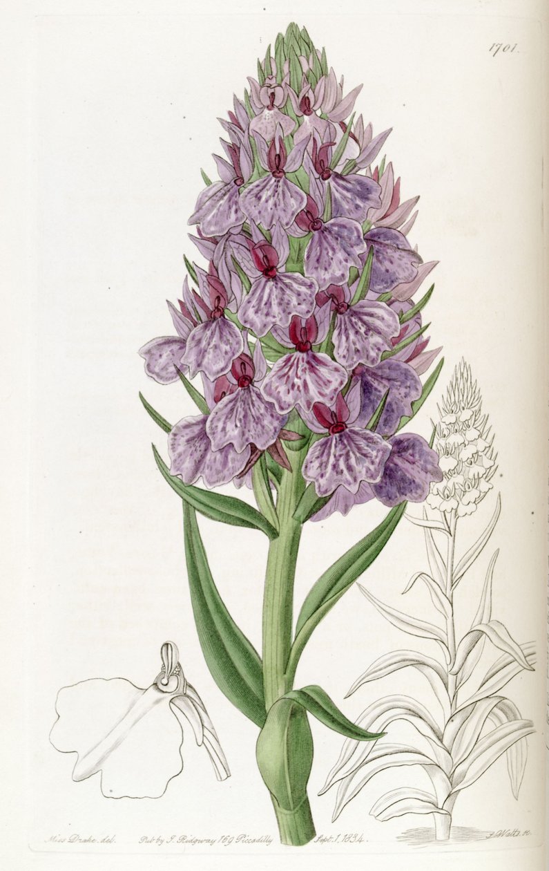 Dactylorhiza foliosa (como syn. Orchis Foliosa) de Miss Drake