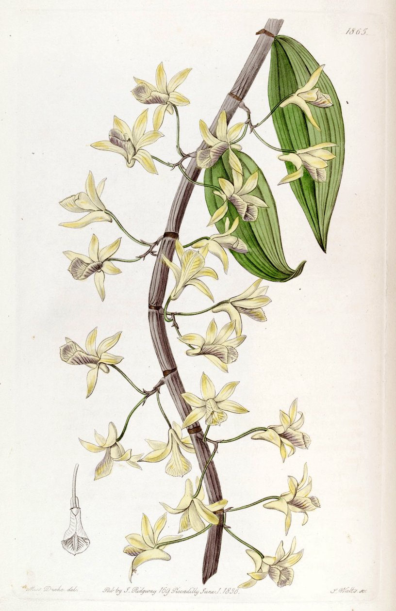 Dendrobium aphyllum (como syn Dendrobium macrostachyum) de Miss Drake