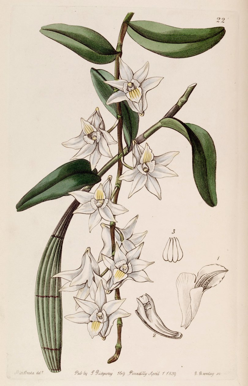 crumenatum Dendrobium de Miss Drake