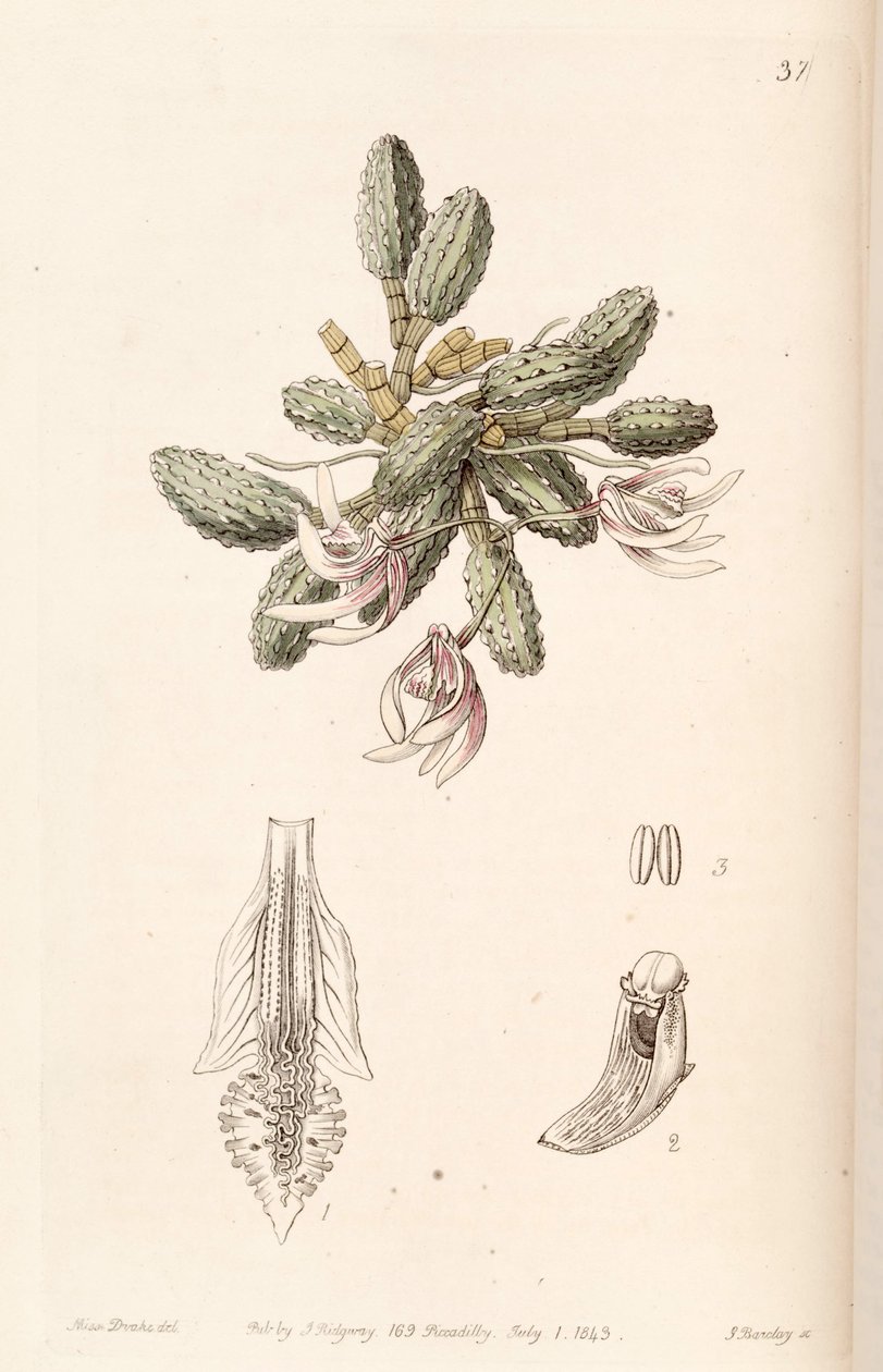 Dendrobium cucumerinum ou Dockrillia cucumerina de Miss Drake