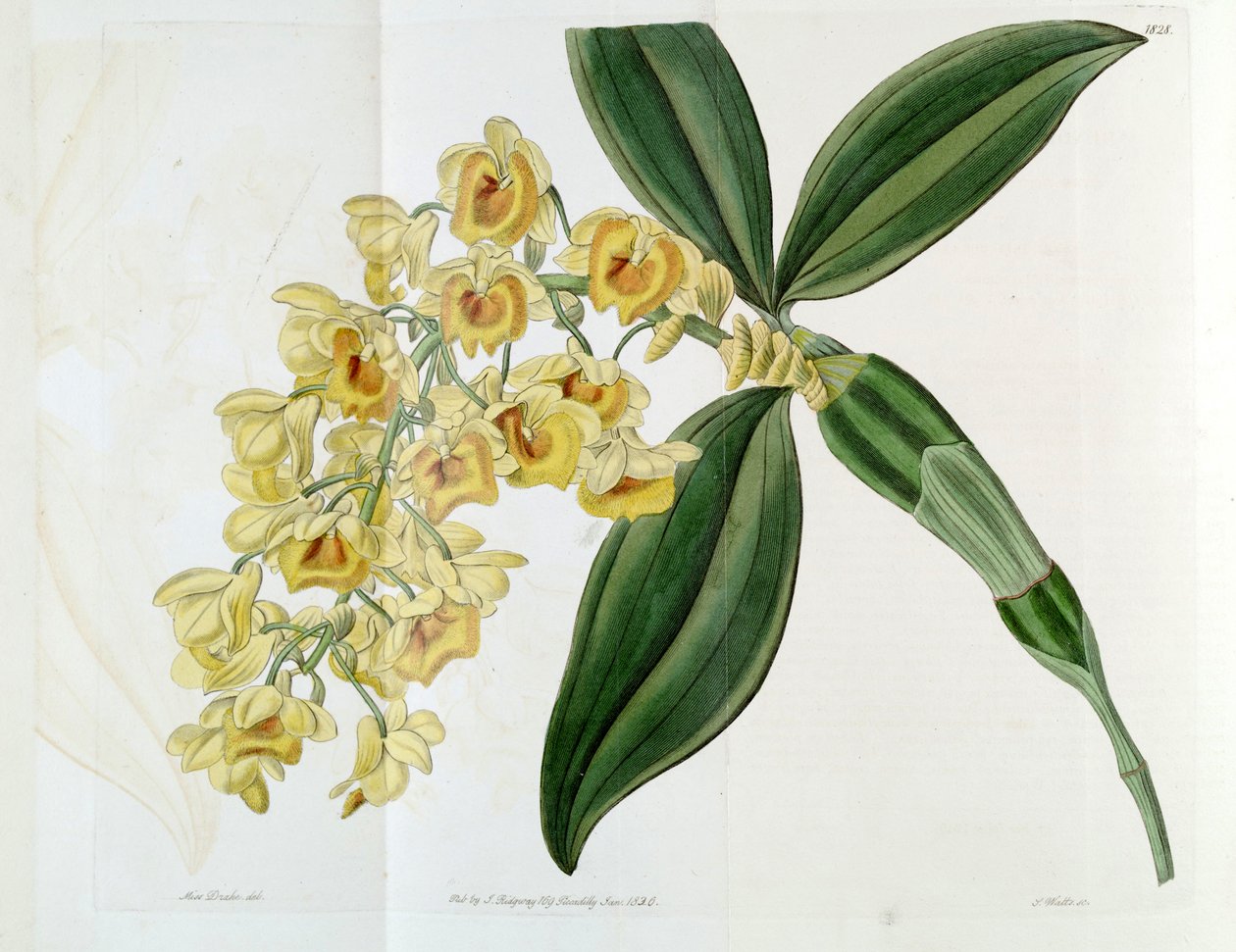 densiflorum Dendrobium de Miss Drake