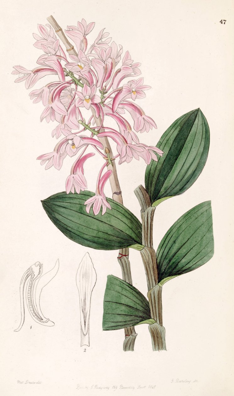 Cymbidium hasseltii (syn. Dendrobium fuscus) de Miss Drake