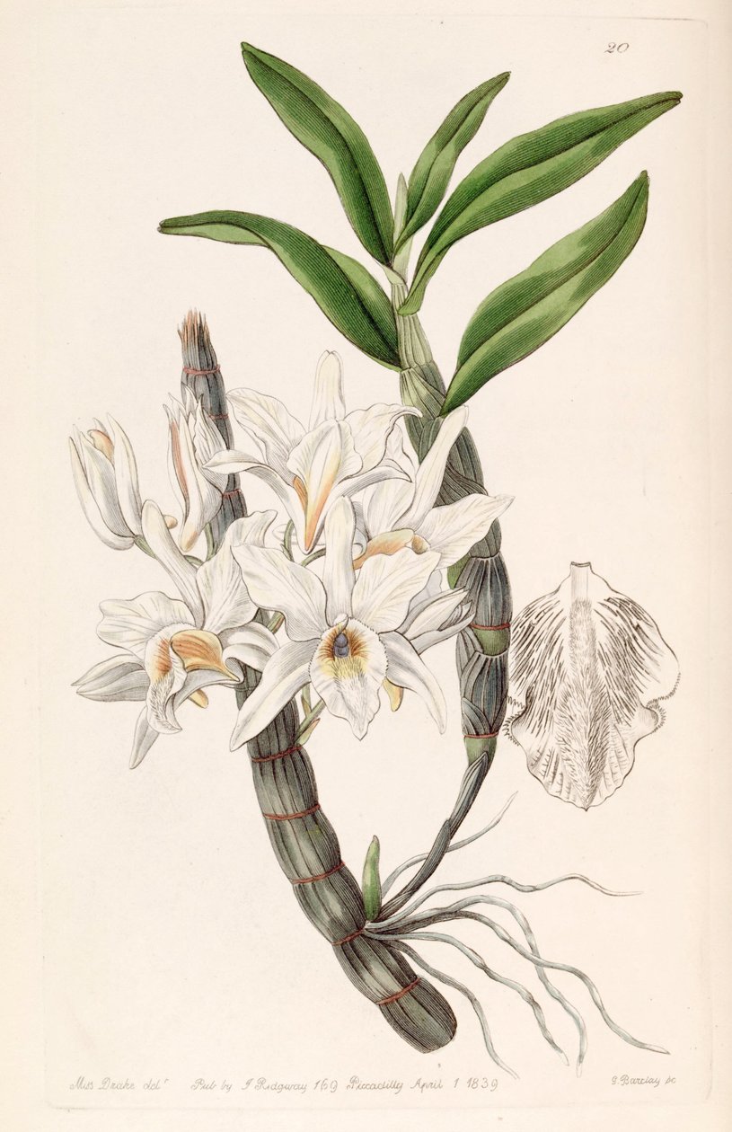 Dendrobium heterocarpum (syn. Dendrobium ssp ouro. Pallidum) de Miss Drake