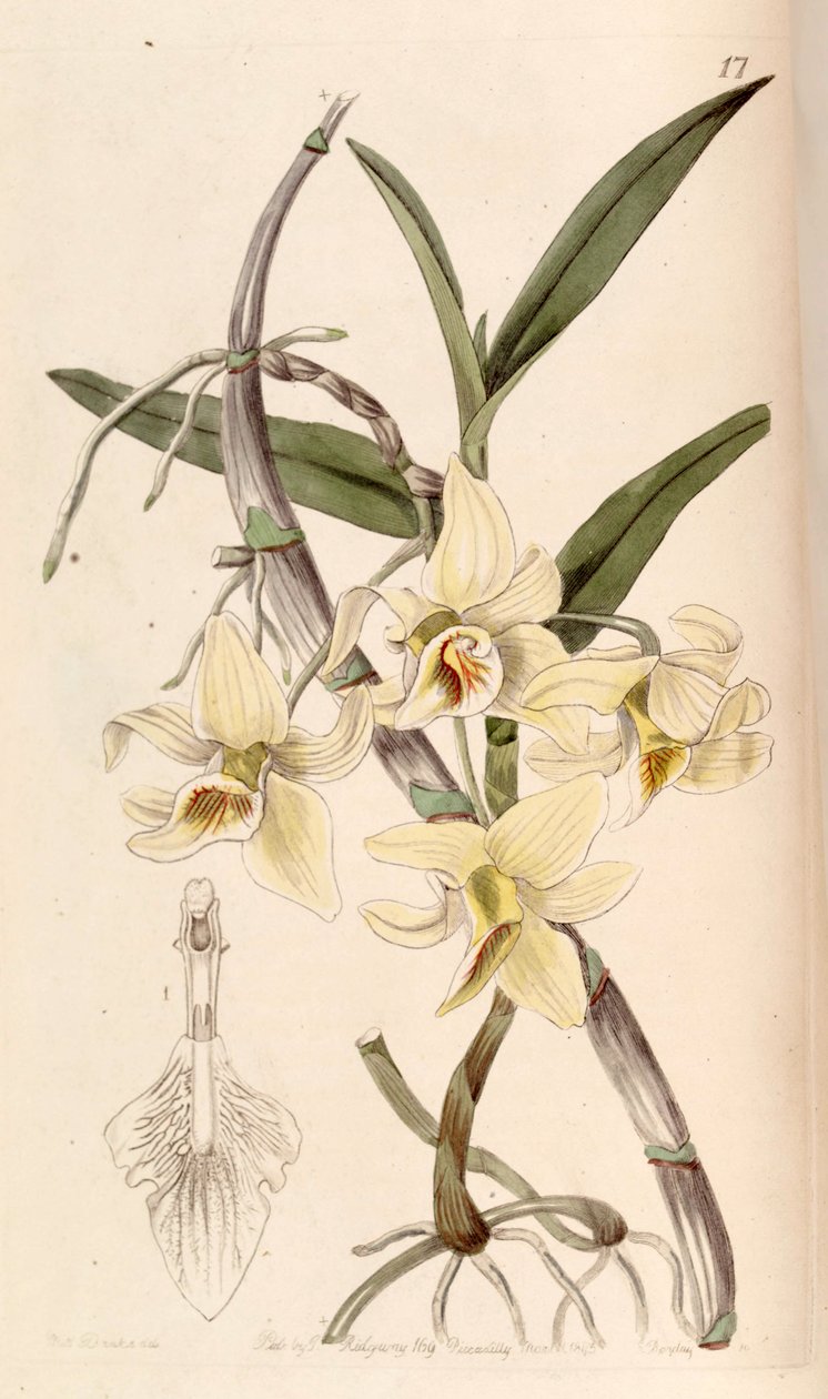 Dendrobium heterocarpum (como syn. Dendrobium rhombeum) de Miss Drake