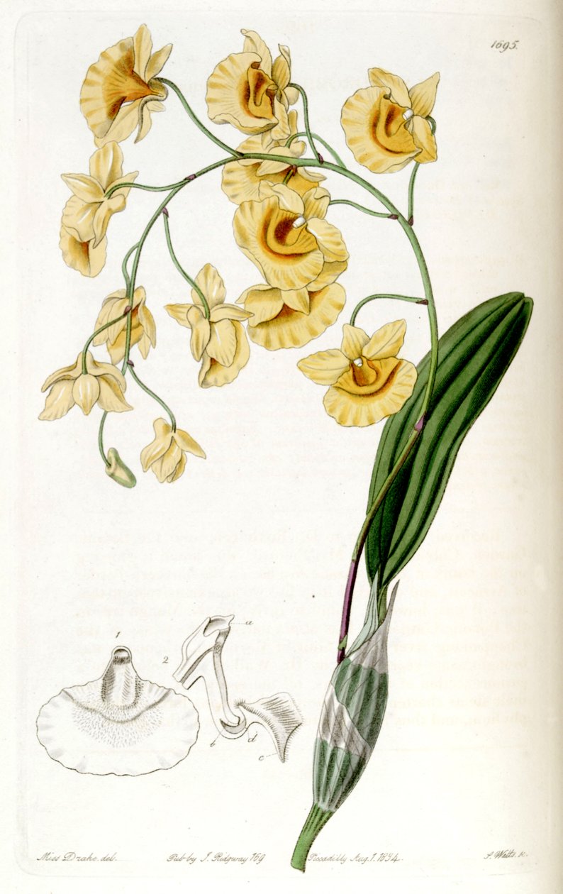 Dendrobium Lindleyi (syn. Dendrobium agregado) de Miss Drake