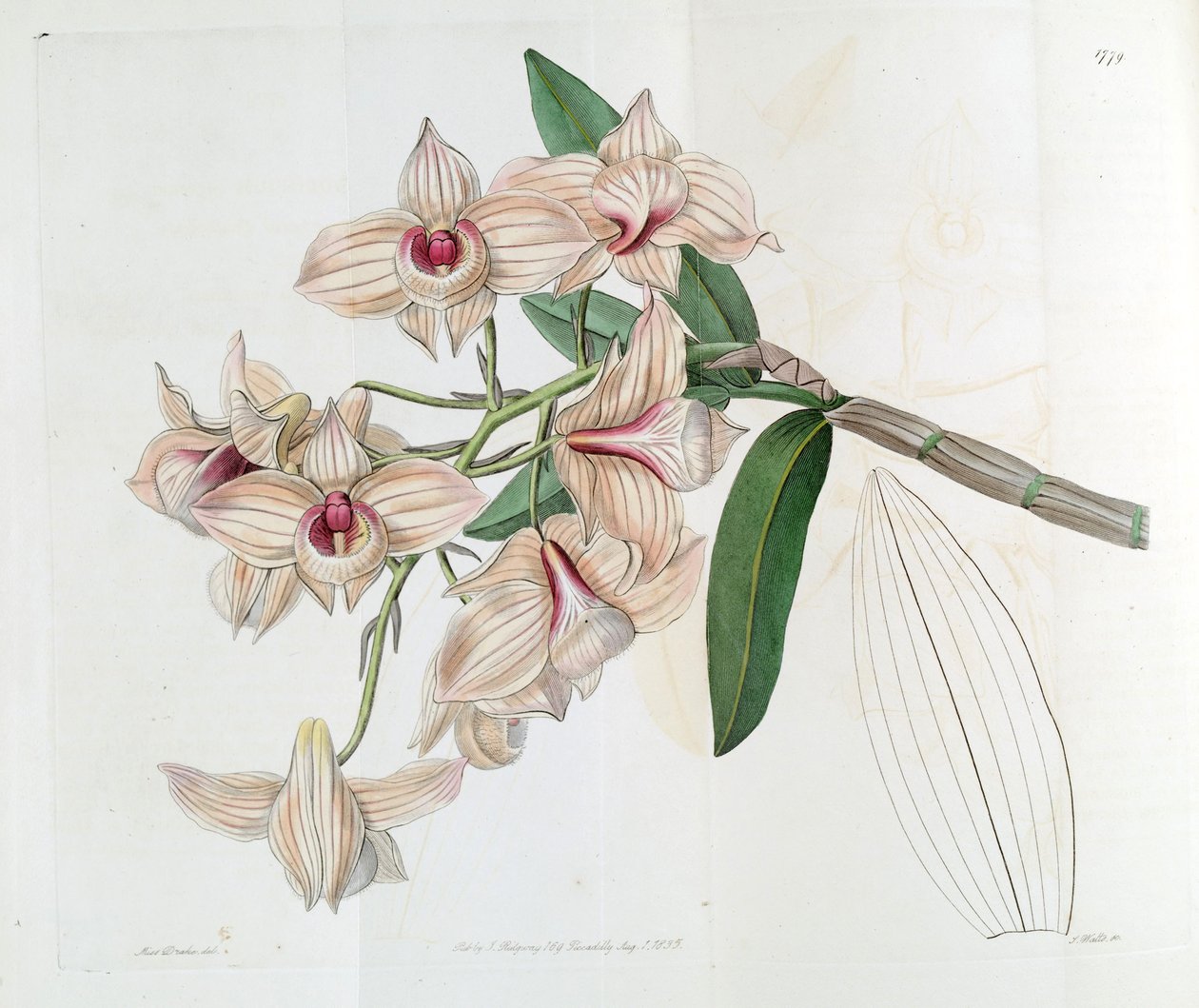 Dendrobium moschatum (syn. Dendrobium cobre) de Miss Drake