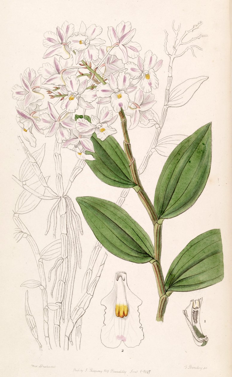 mudança Cymbidium (syn. Dendrobium triadenum) de Miss Drake