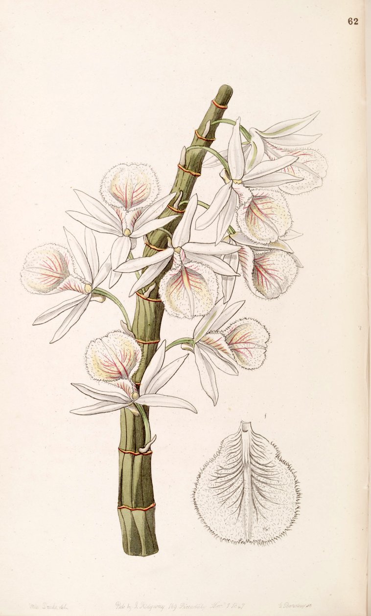 Dendrobium polyanthum (como syn Dendrobium cretaceum) de Miss Drake