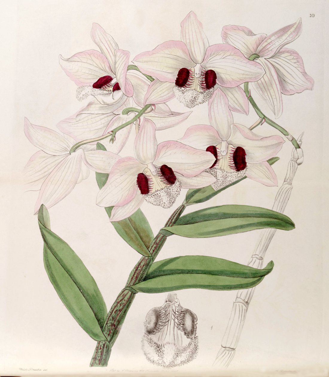 Cymbidium ESTRELA (syn. Dendrobium dalhousieanum) de Miss Drake
