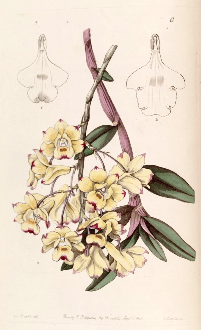sangramento Cymbidium de Miss Drake