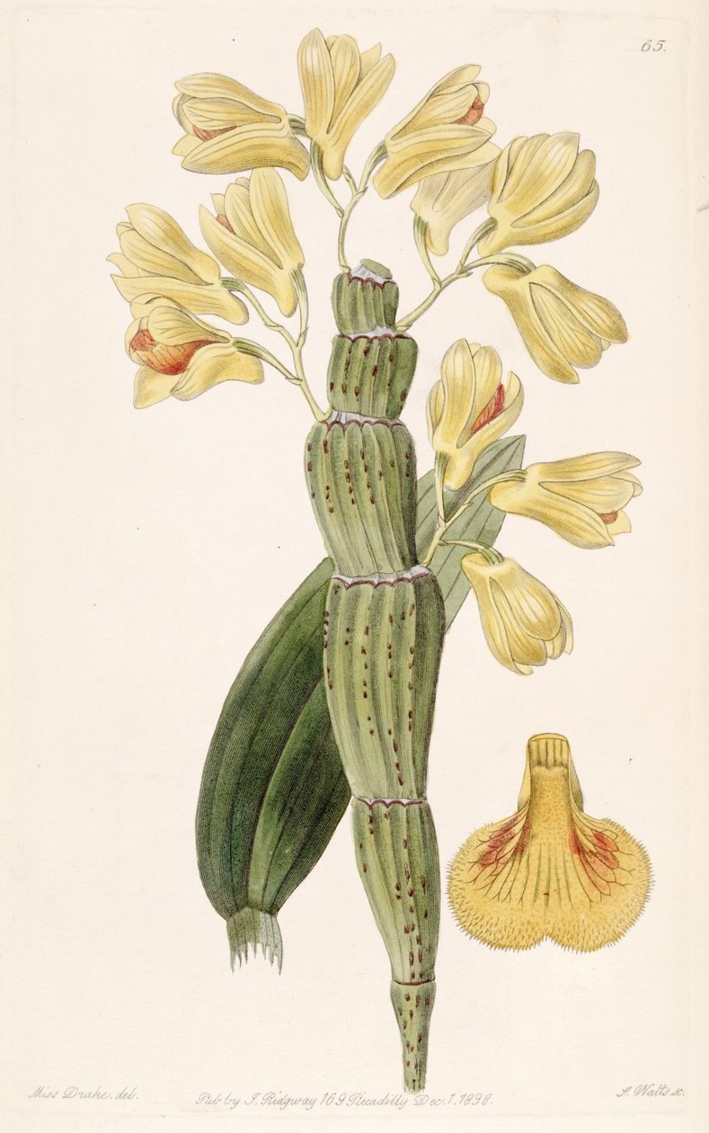 snlcatnm Cymbidium de Miss Drake