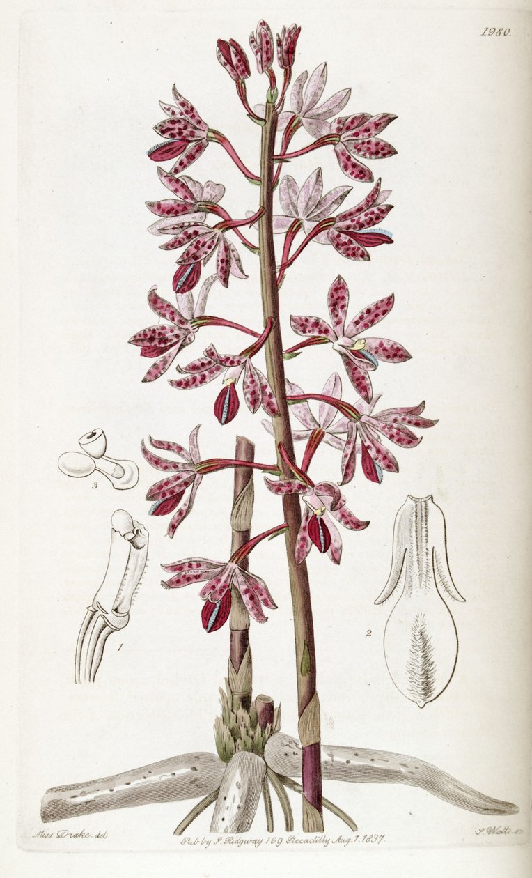 salpicado dipodium de Miss Drake