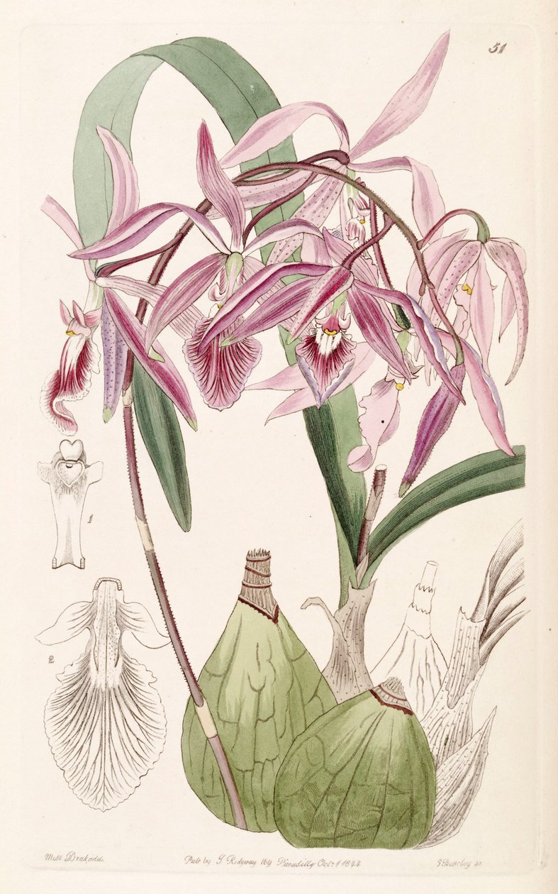 Encyclia adenocaula (como syn. Epidendrum verrucosum) de Miss Drake