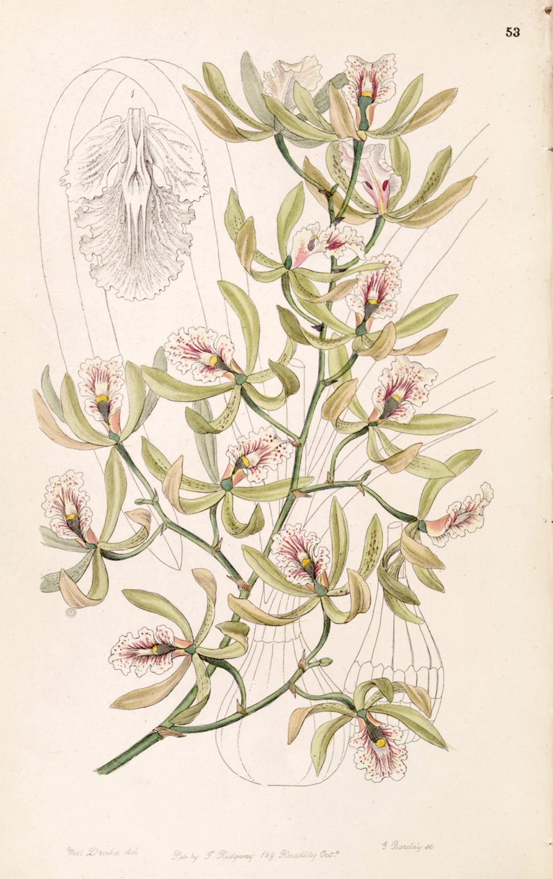flutuações encyclia (syn. asas Guarianthe) de Miss Drake