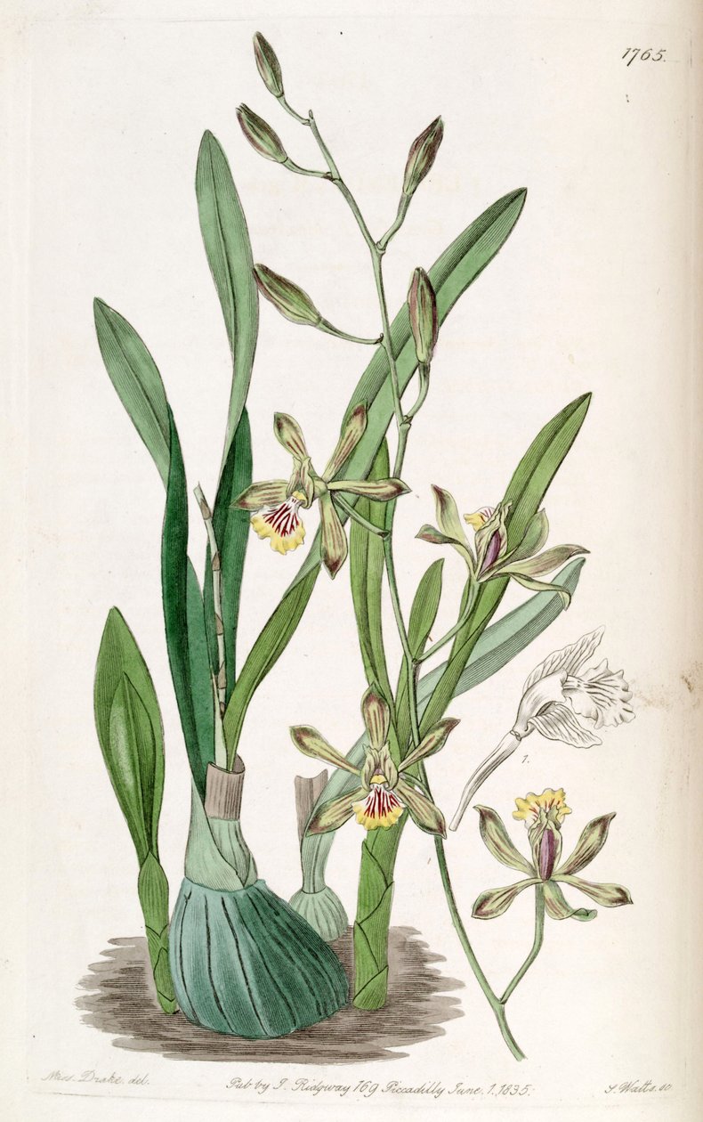 Encyclia gracilis (como syn. Epidendrum gracile) de Miss Drake