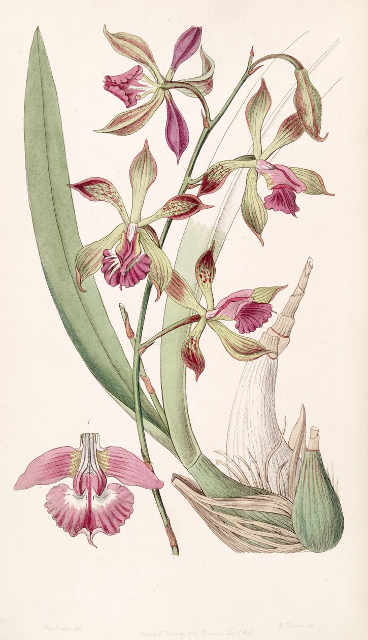 Encyclia plicata (como syn. Epidendrum plicatum) de Miss Drake
