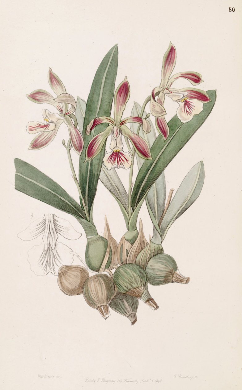 Encyclia pyriformis (como syn Epidendrum pyriforme) de Miss Drake