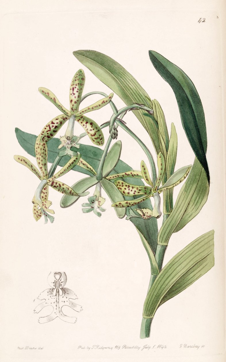 Epidendrum cristatum (como syn. Epidendrum raniferum) de Miss Drake