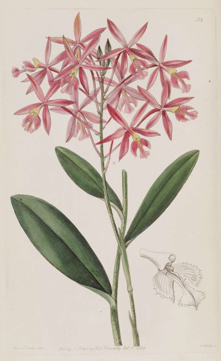 Epidendrum macrocarpum (como syn Epidendrum schomburgkii) de Miss Drake