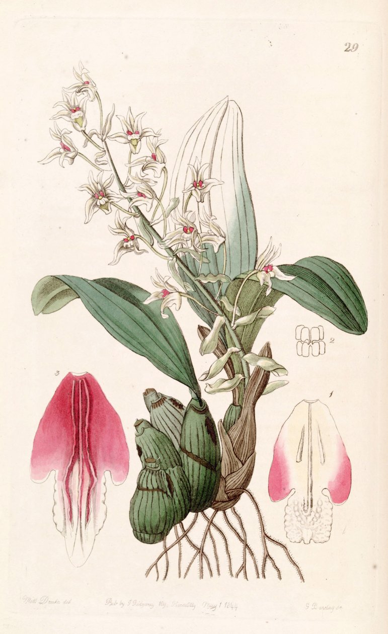 Eria bractescens de Miss Drake