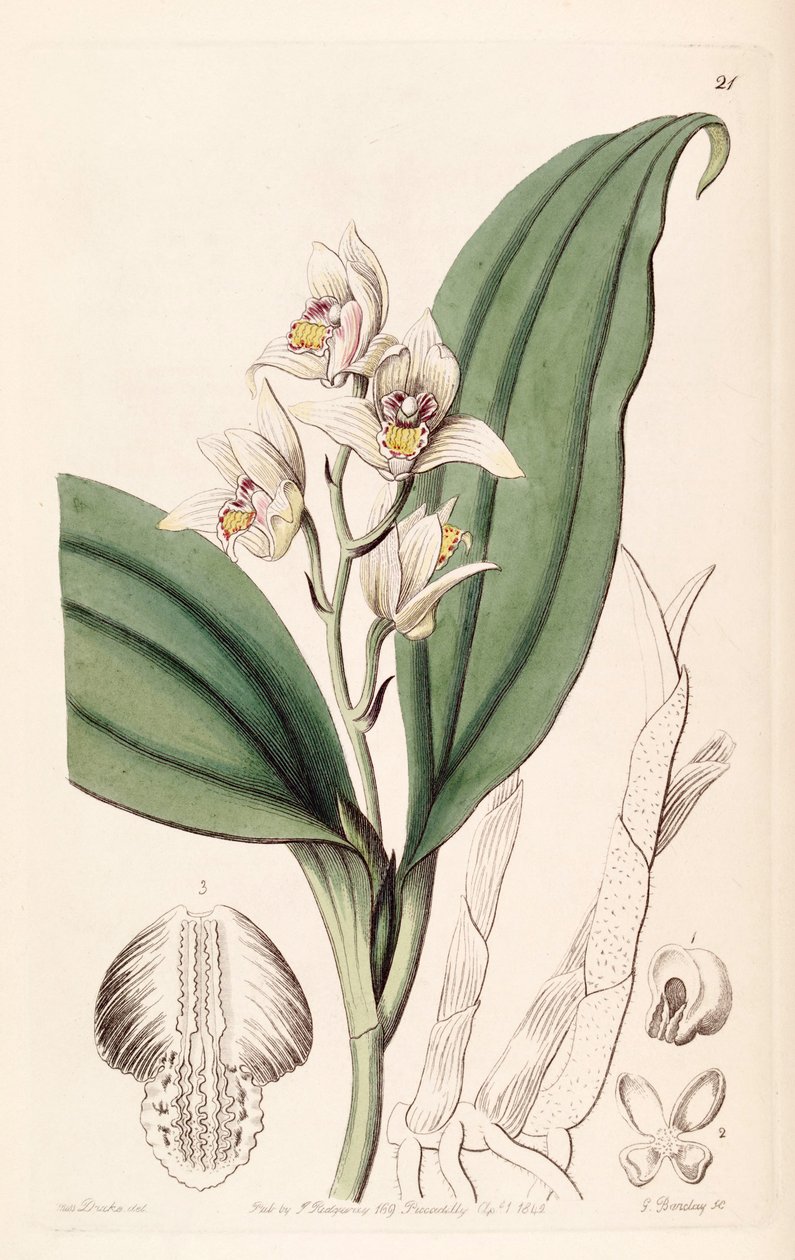 Eria coronária (syn. Trichosma doce) de Miss Drake
