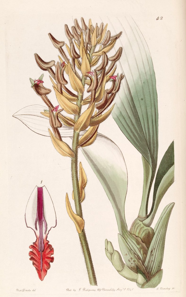 Eria ornata (como syn Eria armeniaca) de Miss Drake