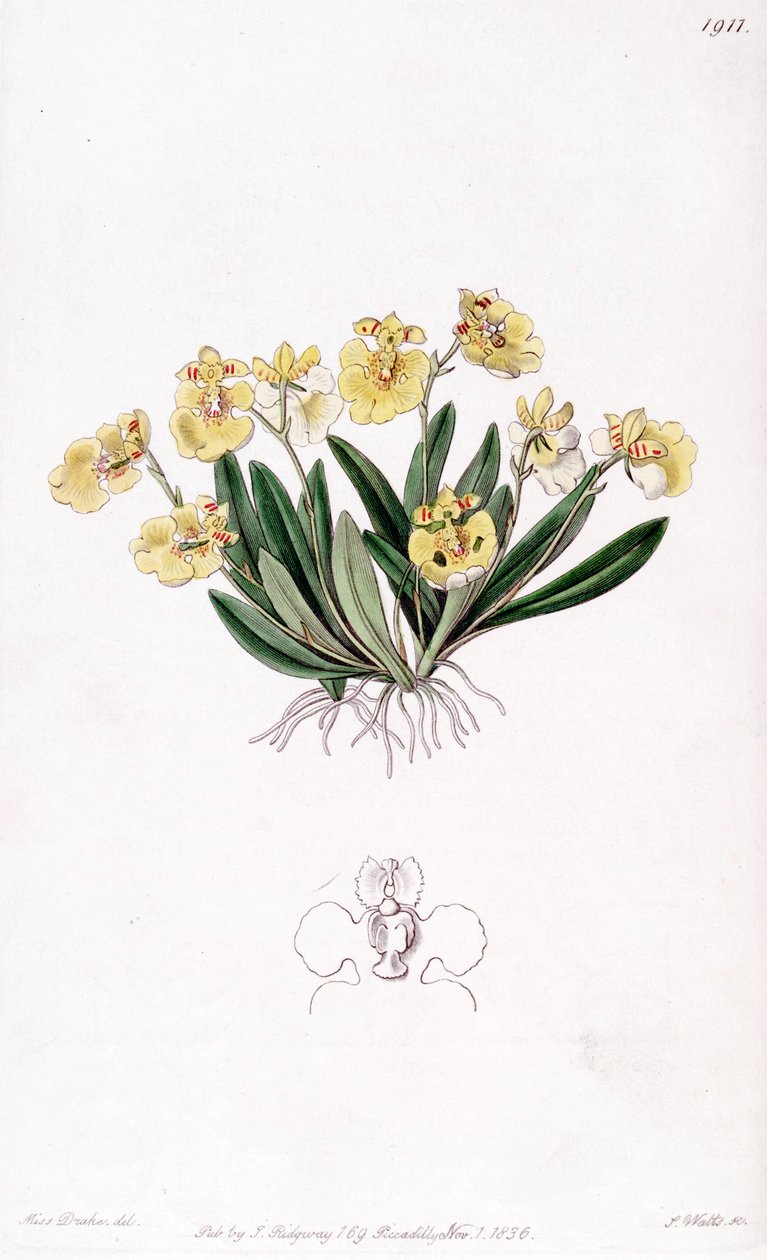 Vénus pente-galli (syn. Oncidioides iridifolium) de Miss Drake