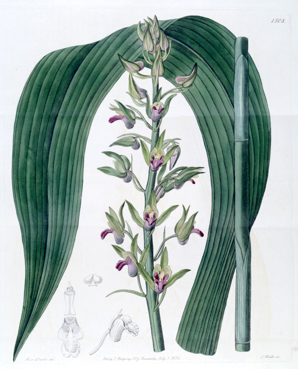 Eulophia alta (como syn. Cyrtopodium woodfordii) de Miss Drake