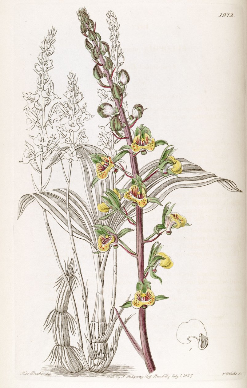 Eulophia feira (syn. Eulophia macrostachya) de Miss Drake