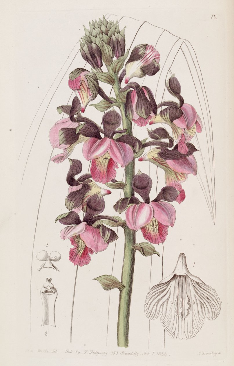 Eulophia rosea (como syn. Lissochilus roseus) de Miss Drake