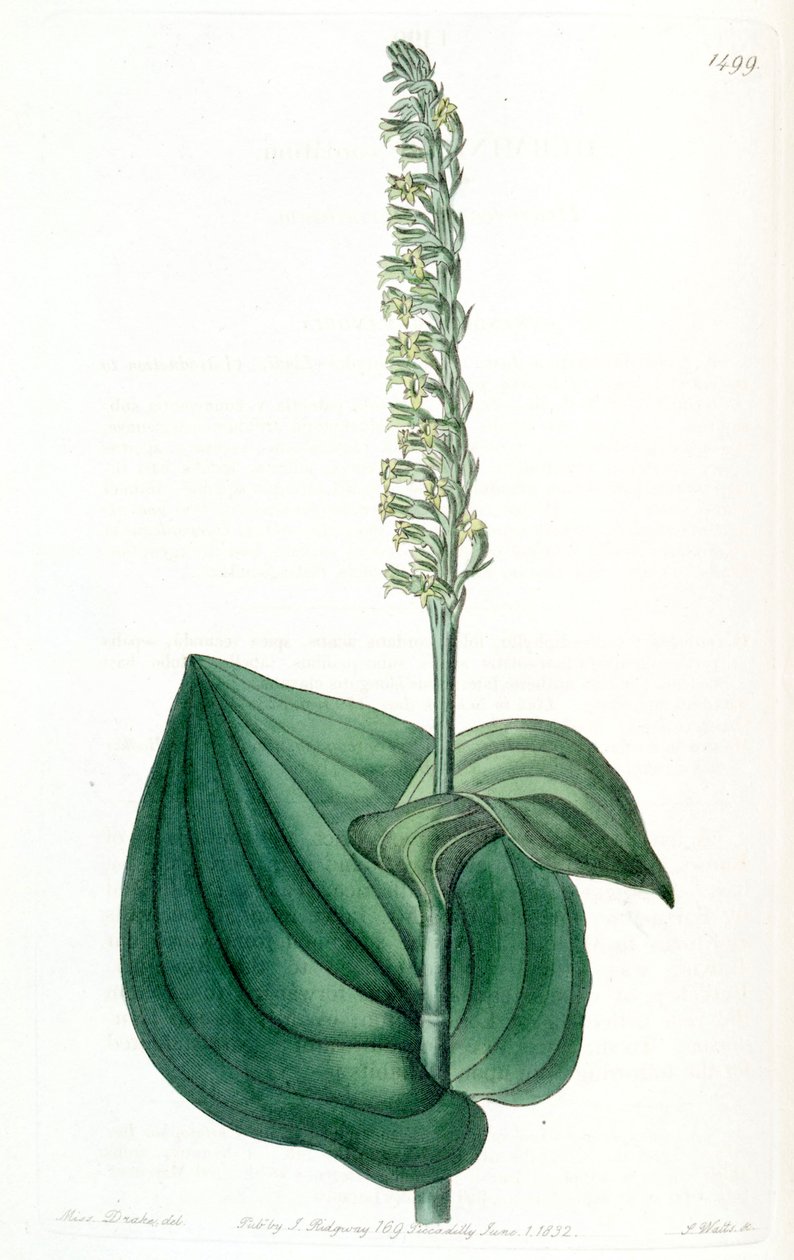 Gennaria diphyUa (syn. Hermínio cordata) de Miss Drake