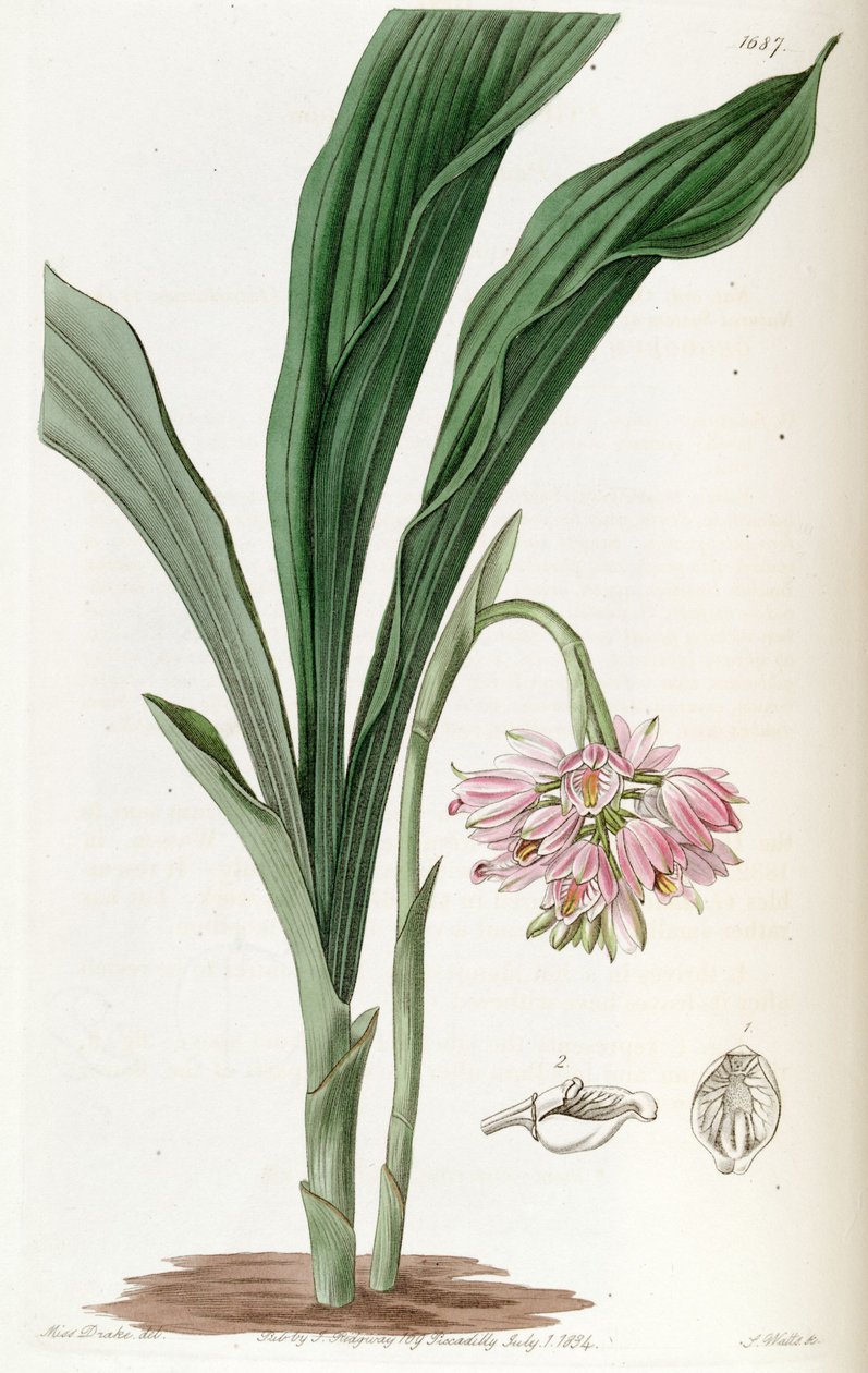 Geodorum densiflorum (como syn Geodorum fucatum) de Miss Drake