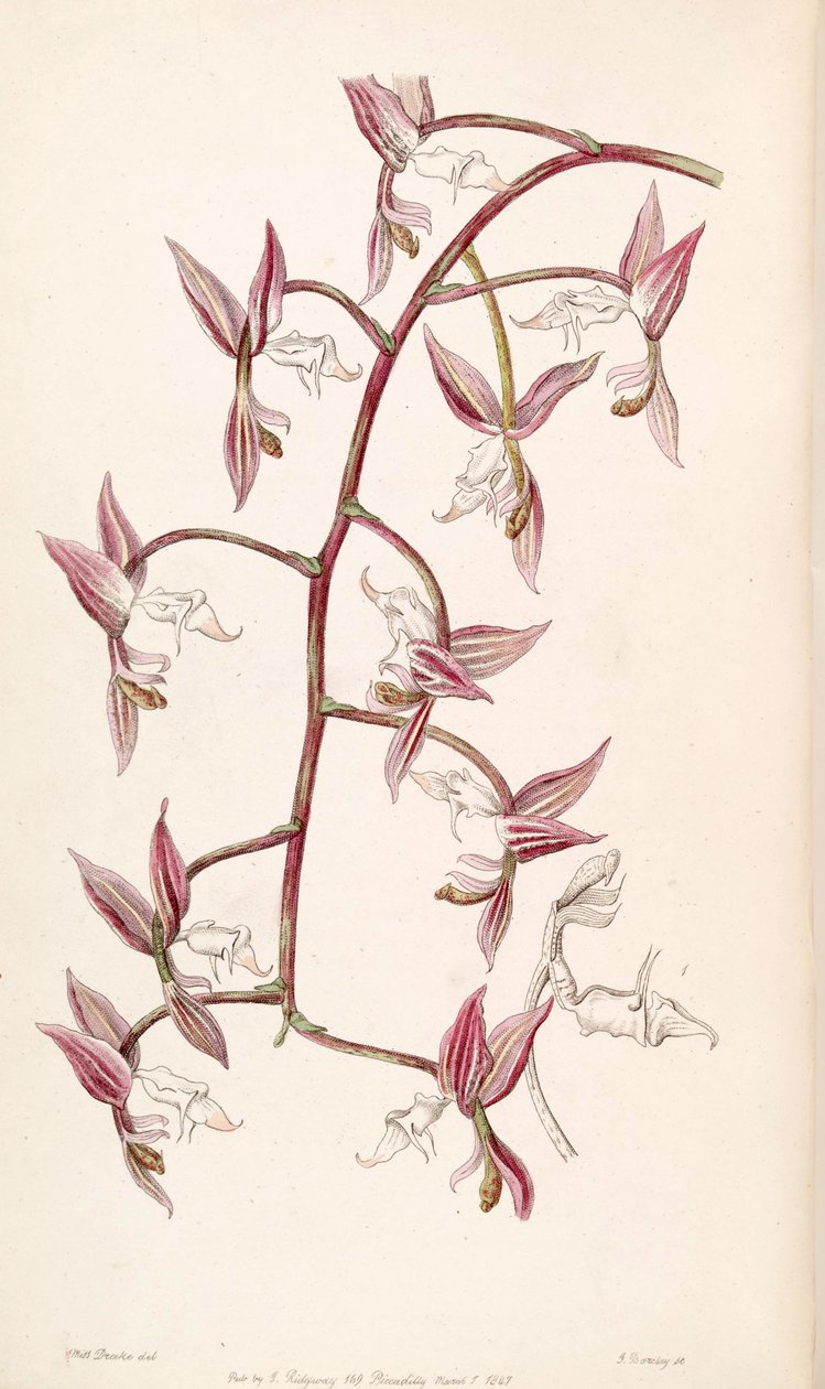 Gongora aromatica (como sua Gongora bufonia var. Leucochila) de Miss Drake