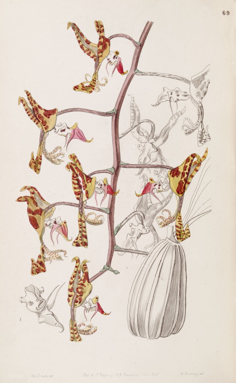 Gongora fulva (como syn. Gongora maculata var. Tricolor) de Miss Drake