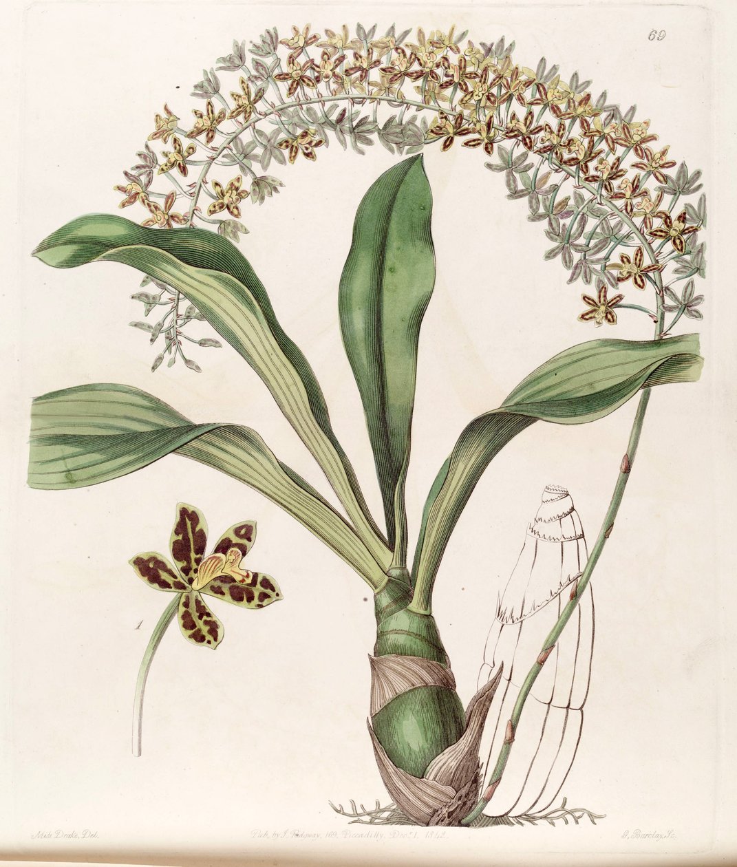 Grammatophyllum ssp escrito. escrita (syn. Grammatophyllum multiflorum var. tigrinum) de Miss Drake