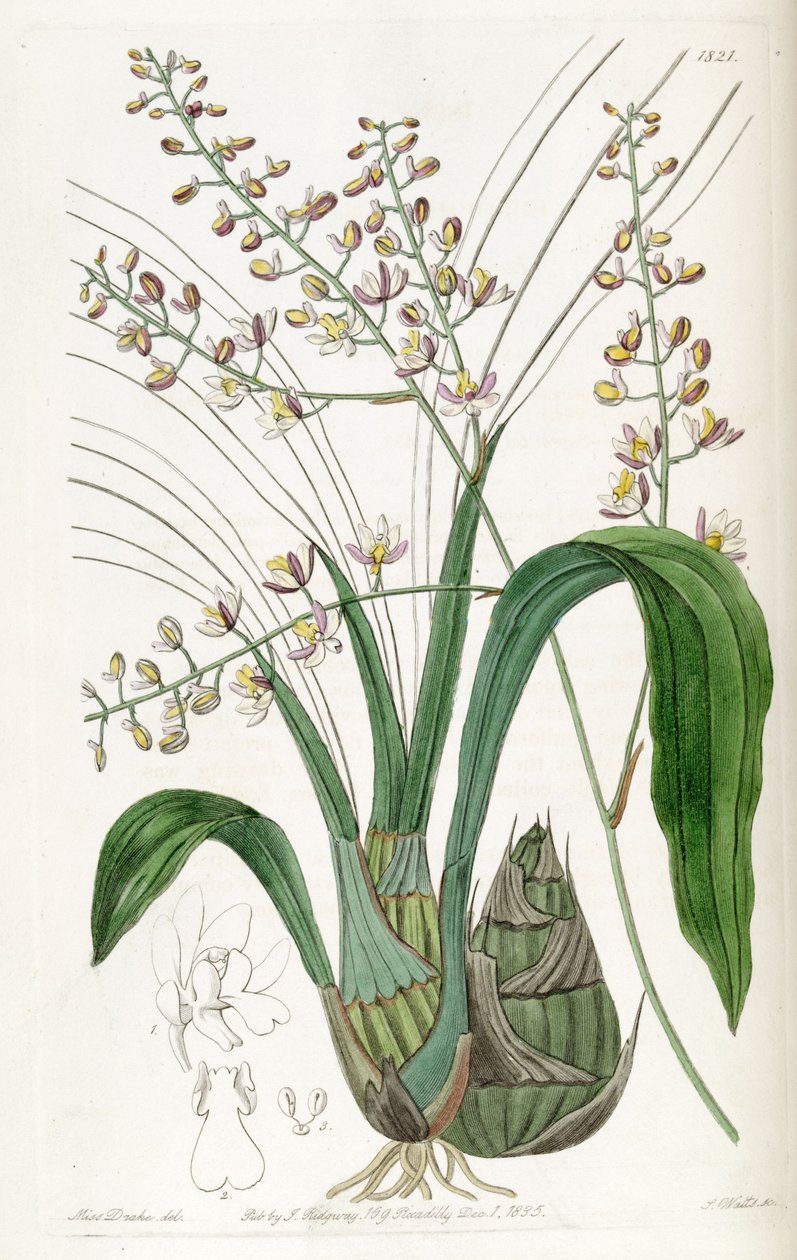 Graphuris lurida ou Graphorchis lurida (como syn. Eulophia lurida) de Miss Drake