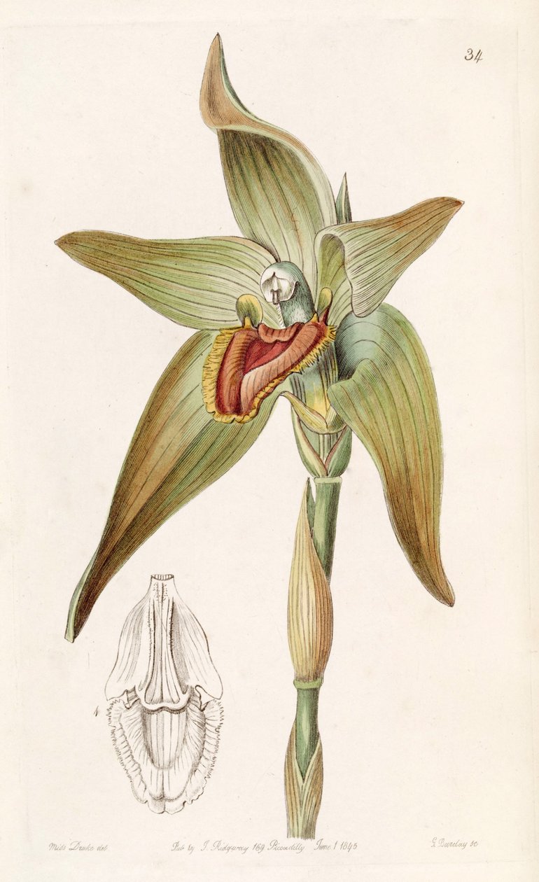 Ida gigantea ou Sudamerlycaste gigantea (como syn. Lycaste gigantea) de Miss Drake