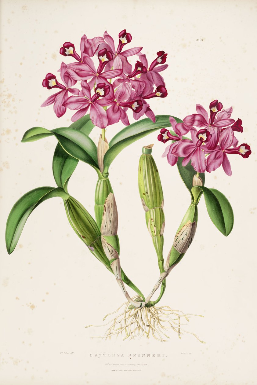 Ilustração de Cattleya skinneri (ou Guarianthe skinneri) de Miss Drake