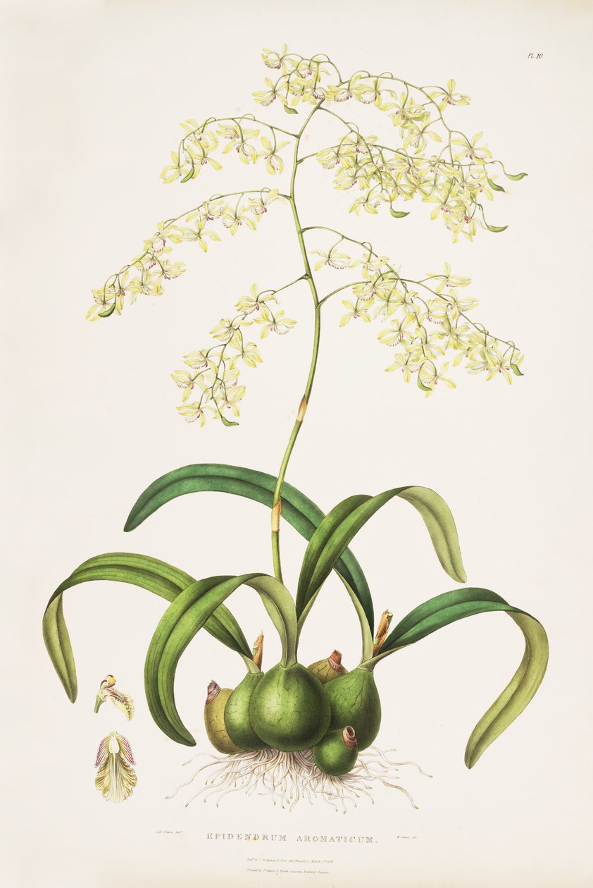 encyclia ilustração do titular (syn. Cattleya, aromático) de Miss Drake