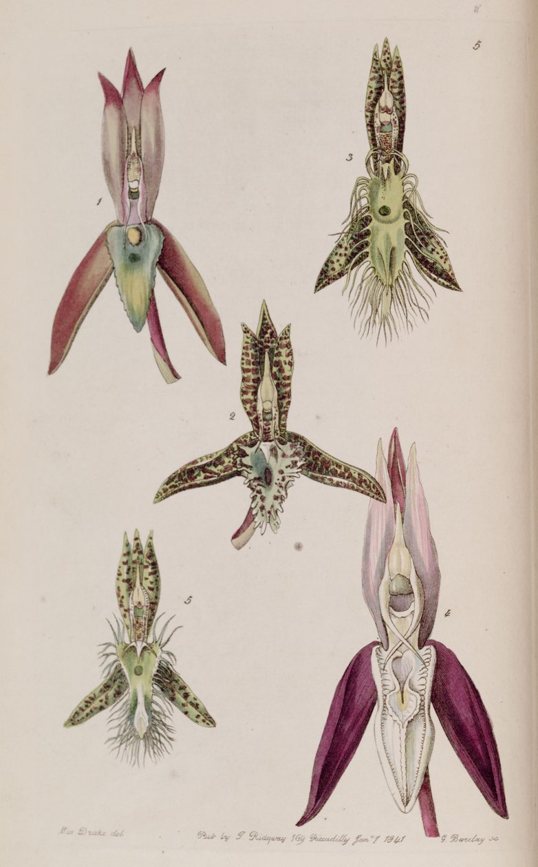 Eu ilustração de caloso Catasetum e 2. Catasetum penteado (chifres syn. Catasetum) 3. Catasetum barba 4. Catasetum laminatum V. lanciferum catasetum de Miss Drake