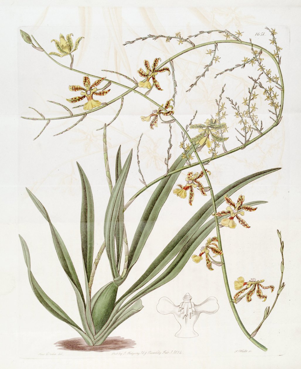 Oncidioides ilustração de muito alta (Jacq.) Sw. (Este desenho não é oncidioides baueri, consulte a página disambiguation oncidioides alta)) de Miss Drake