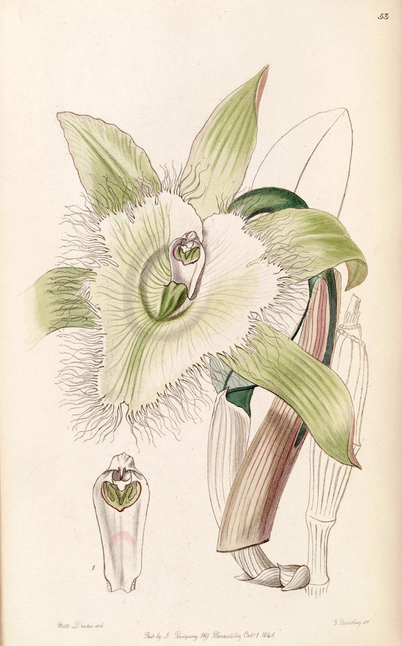 Ilustração, de, Rhyncholaelia, digbyana, ou, Brassavola, digbyana de Miss Drake