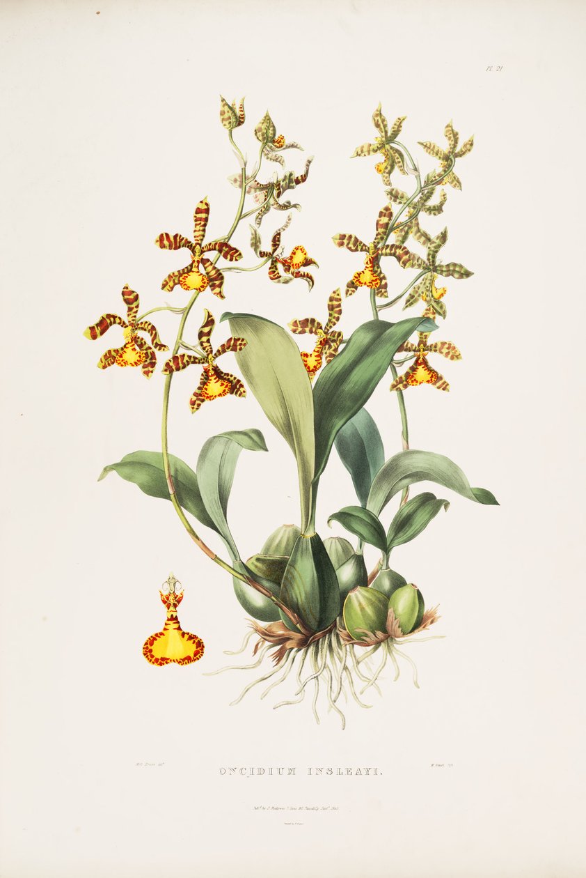 Ilustração de Rossioglossum insleayi (como syn. Oncidium insleayi) de Miss Drake