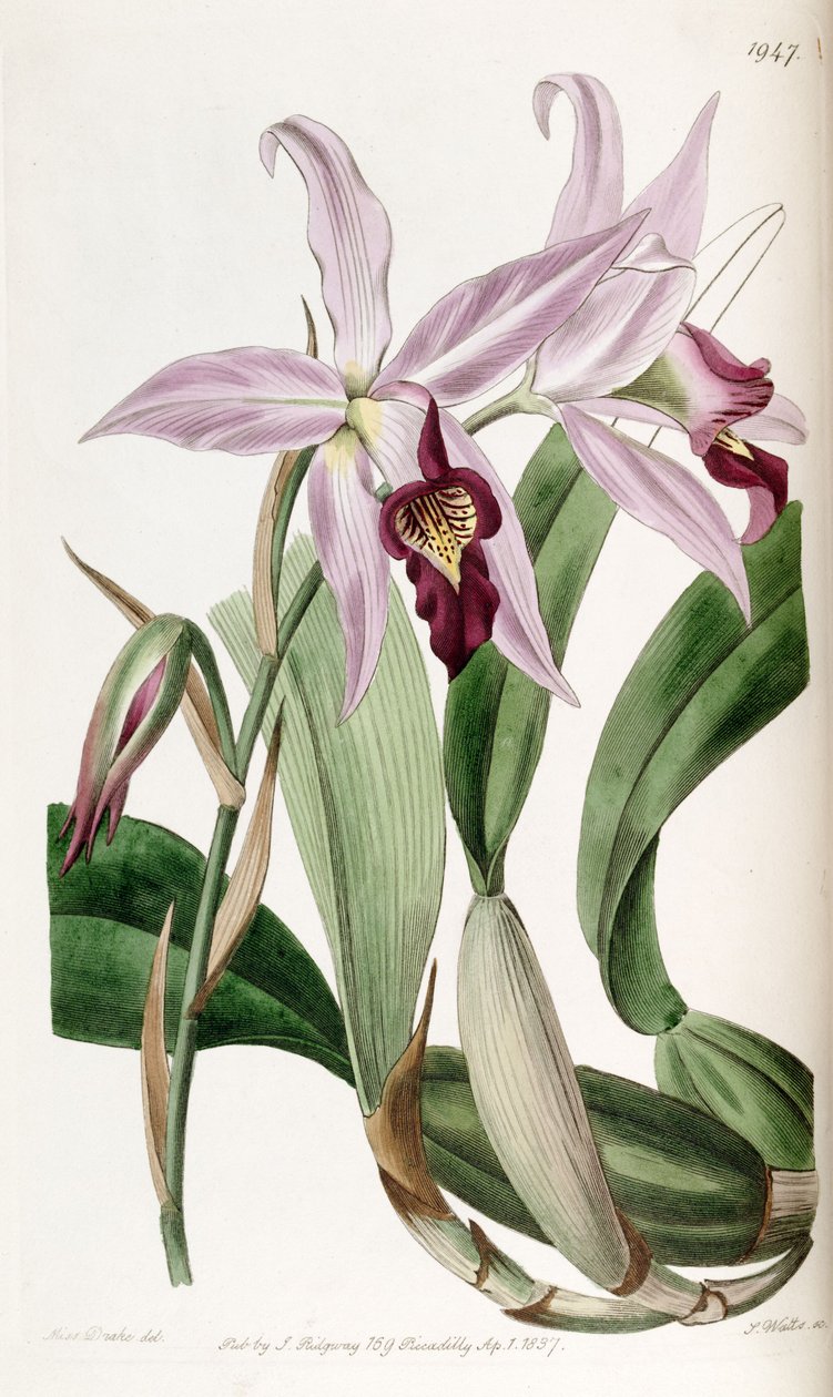 Laelia (syn. Laelia ssp. Barkeriana) de Miss Drake