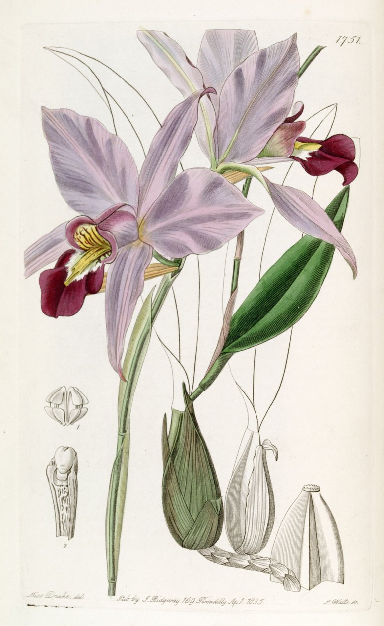 Laelia de Miss Drake