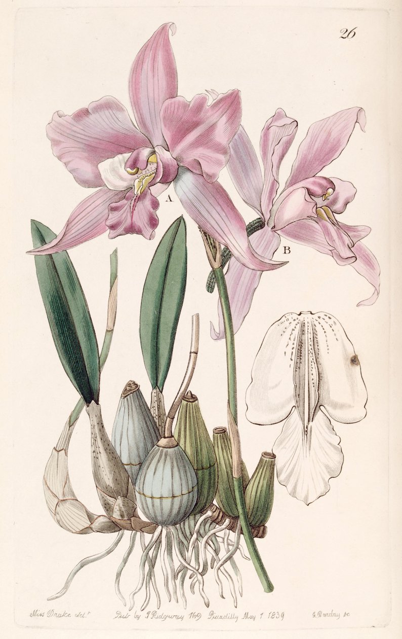 Laelia furfuracea de Miss Drake